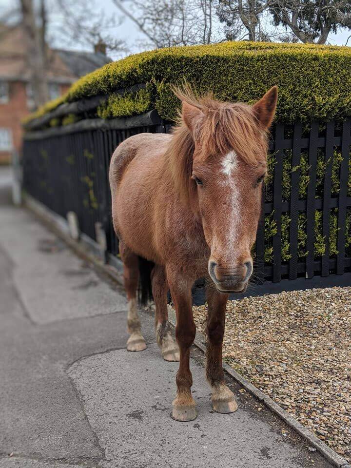 what to do in the new forest