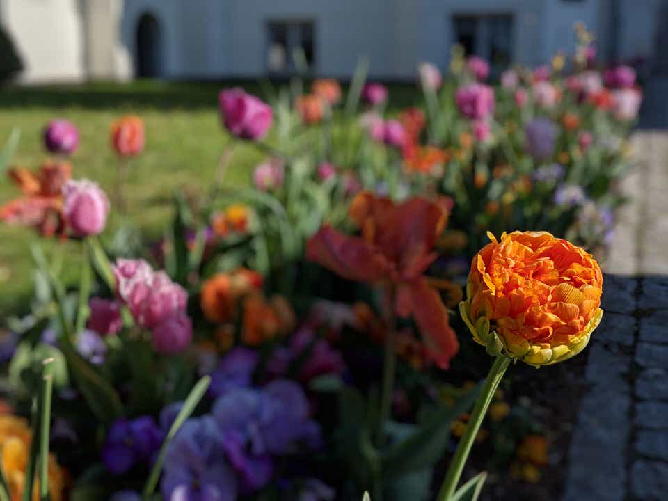 Kuhlungsborn Rathaus flowers