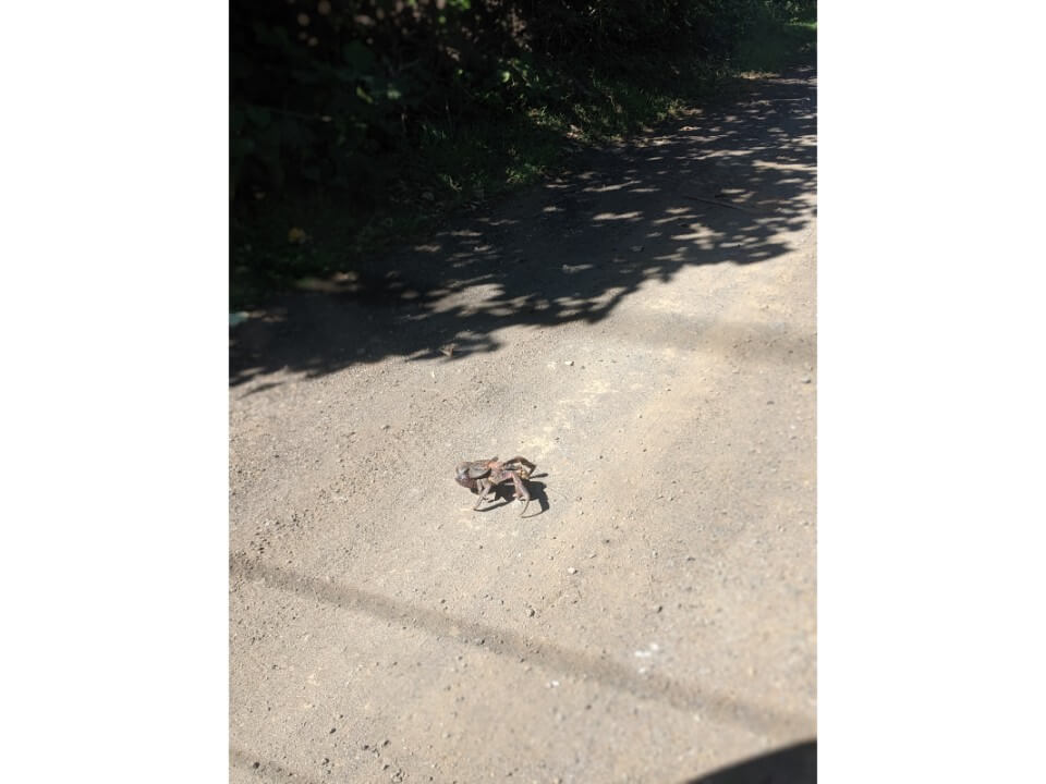 Coconut crab in Samoa