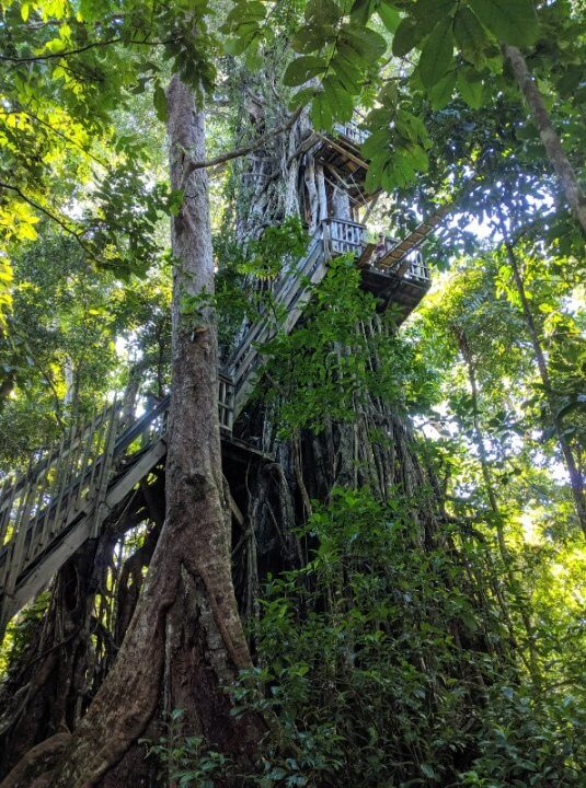 Canopy walk in Samoa