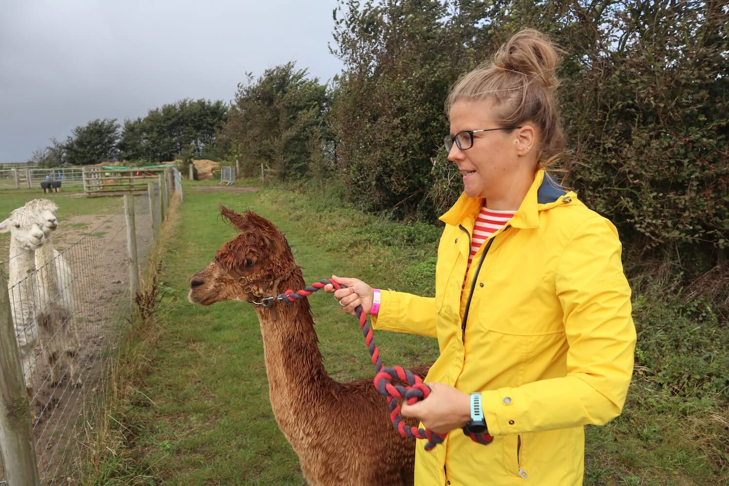 Vickyflipflop at the alpaca farm on the isle of wight