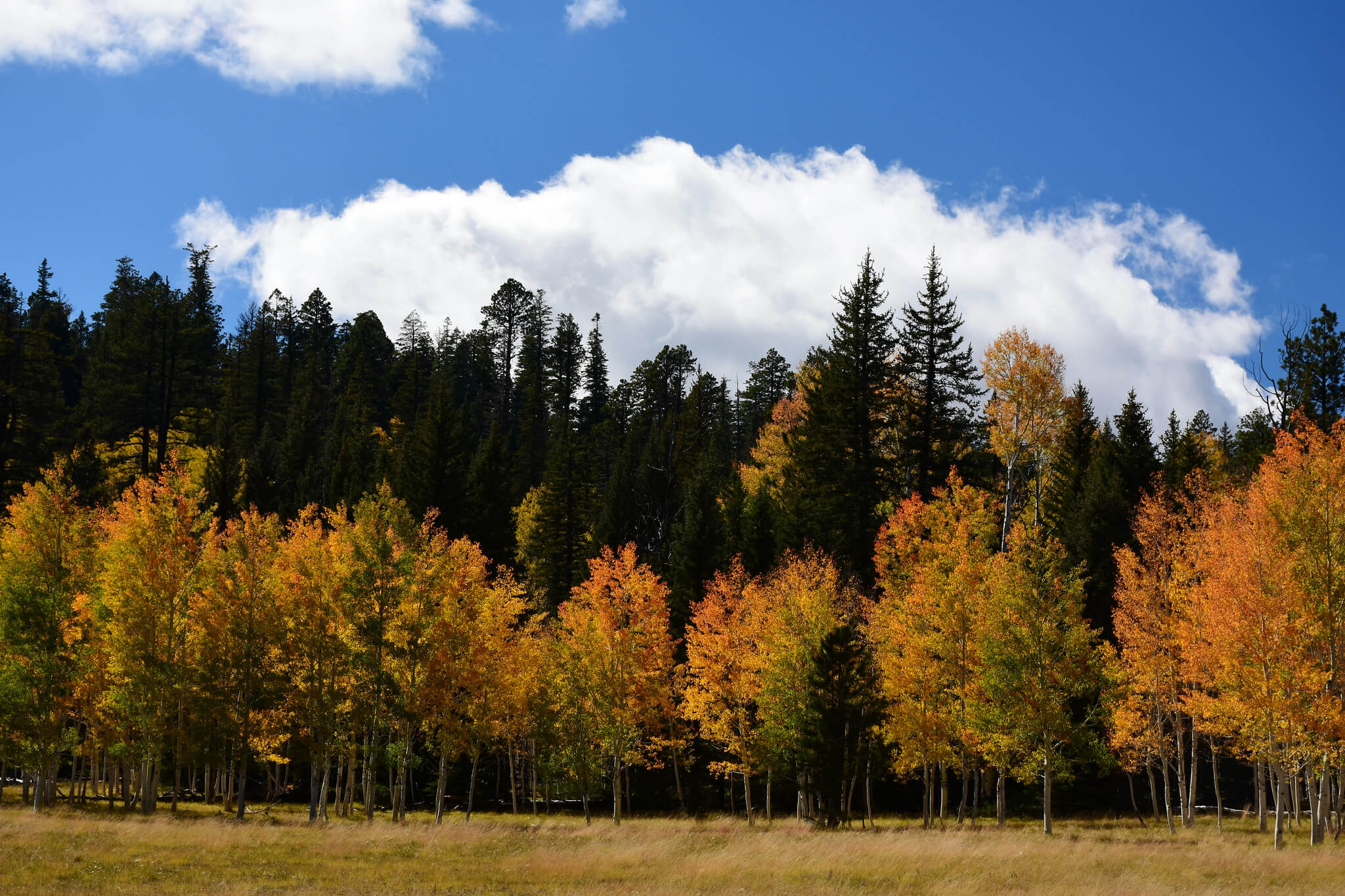 Kaibab National Forest