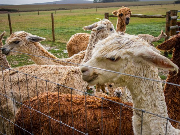 walking an alpaca isle of wight