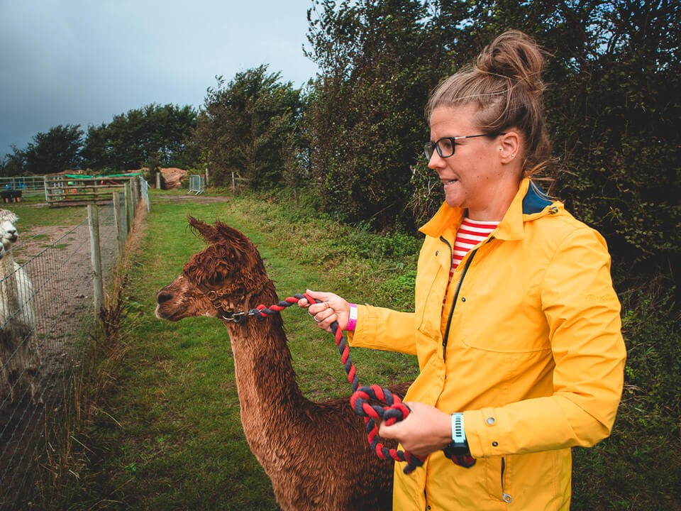 i walked an alpaca