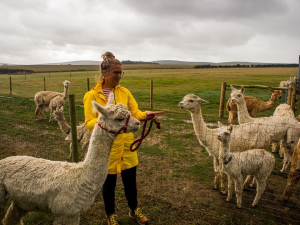walking an alpaca isle of wight