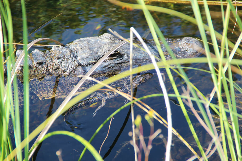 boat trip round the everglades
