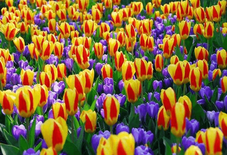 tulip festival in canada