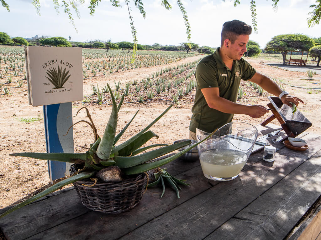 Man at the Aloe Farm in Aruba 