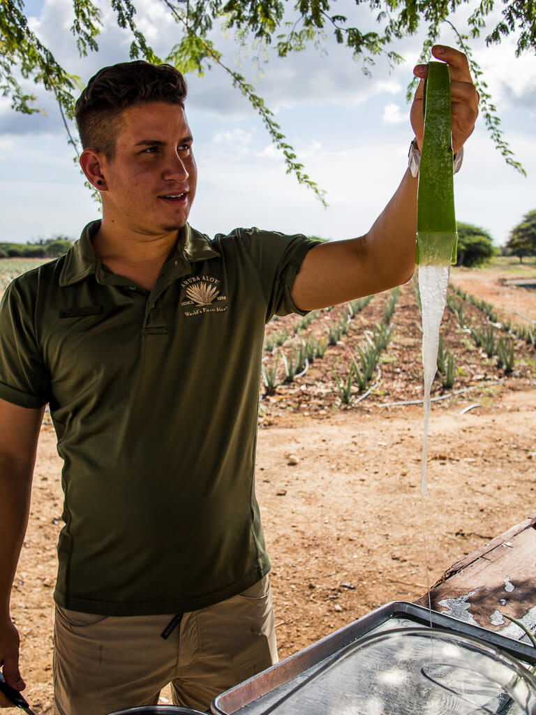 Aloe Vera Factory in Aruba