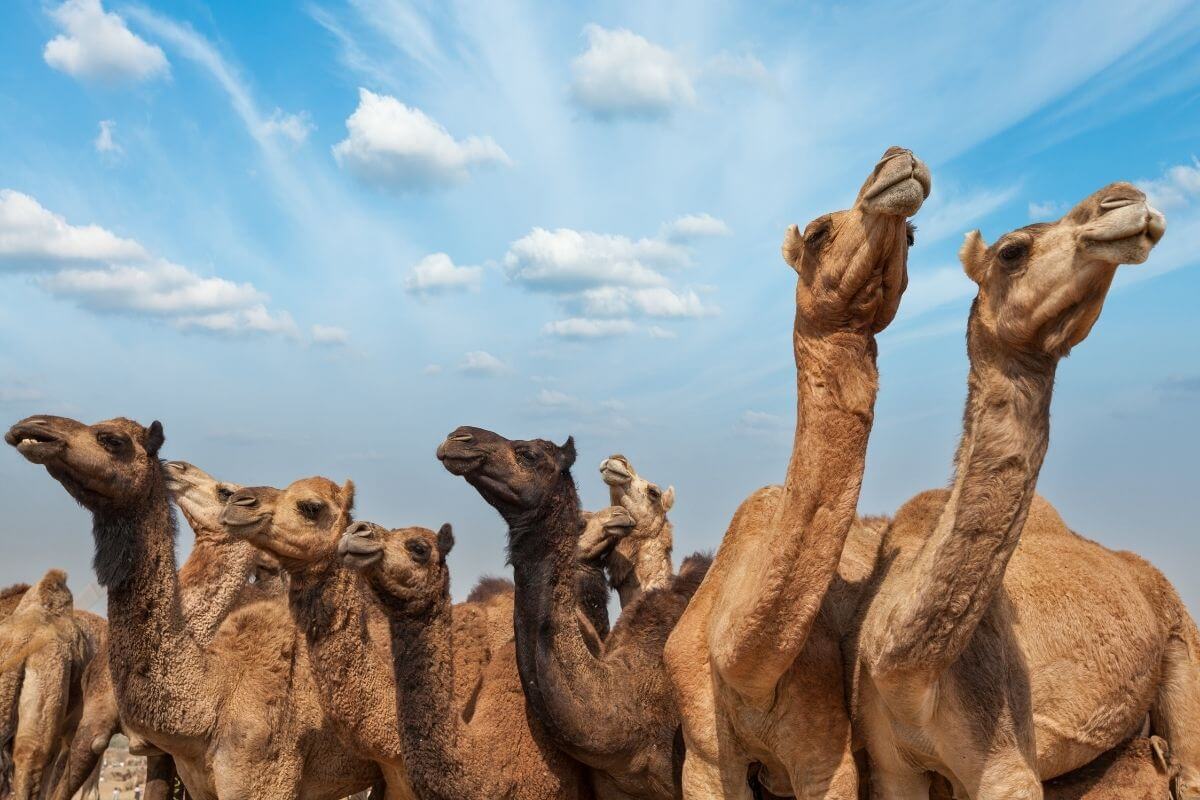 Festivals in December