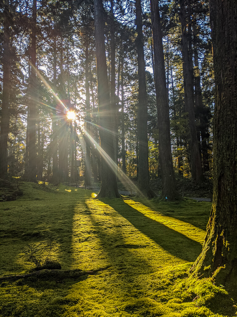 moss of the Heisenji Hakusan shrine