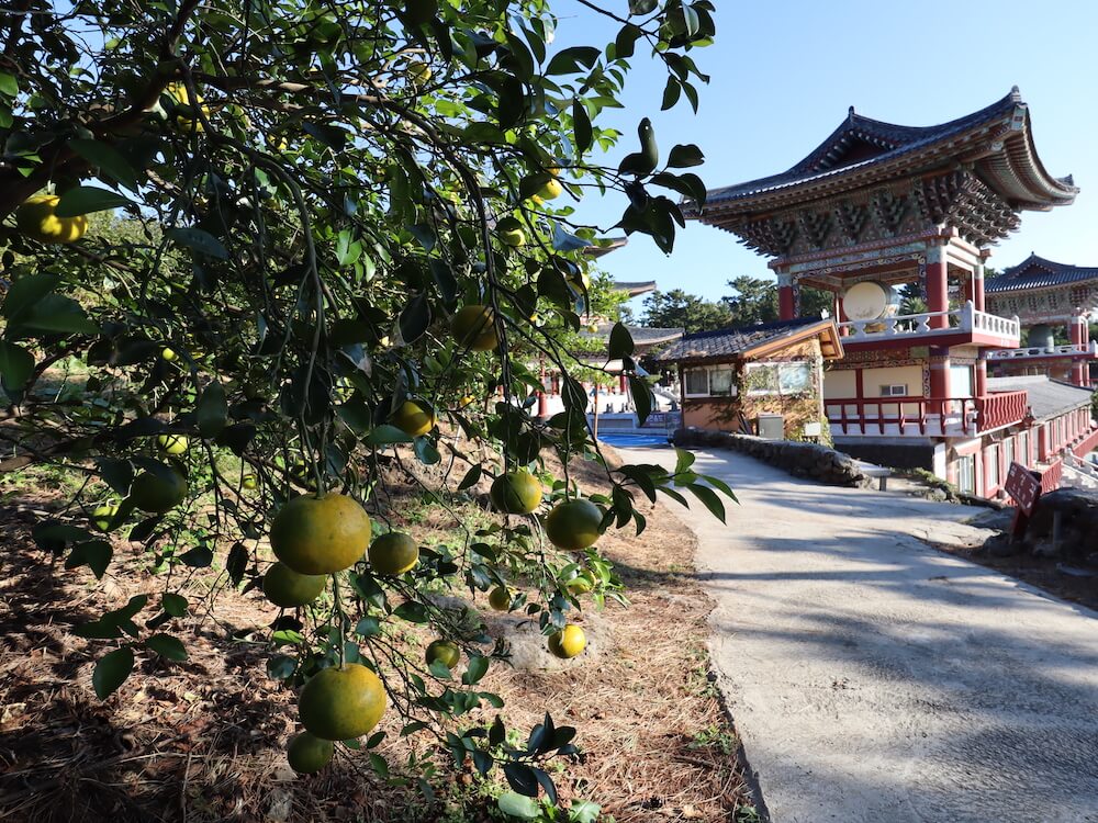 what to do jeju island