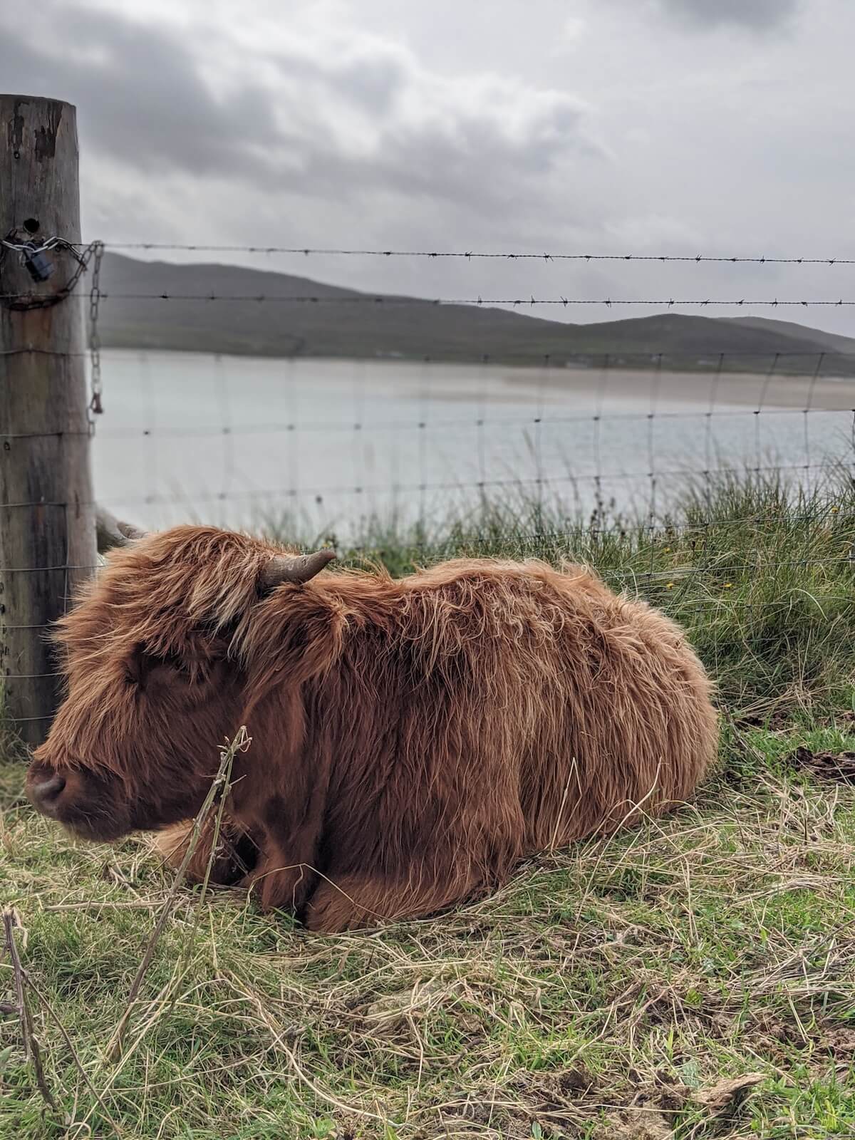 wild camping wildlife