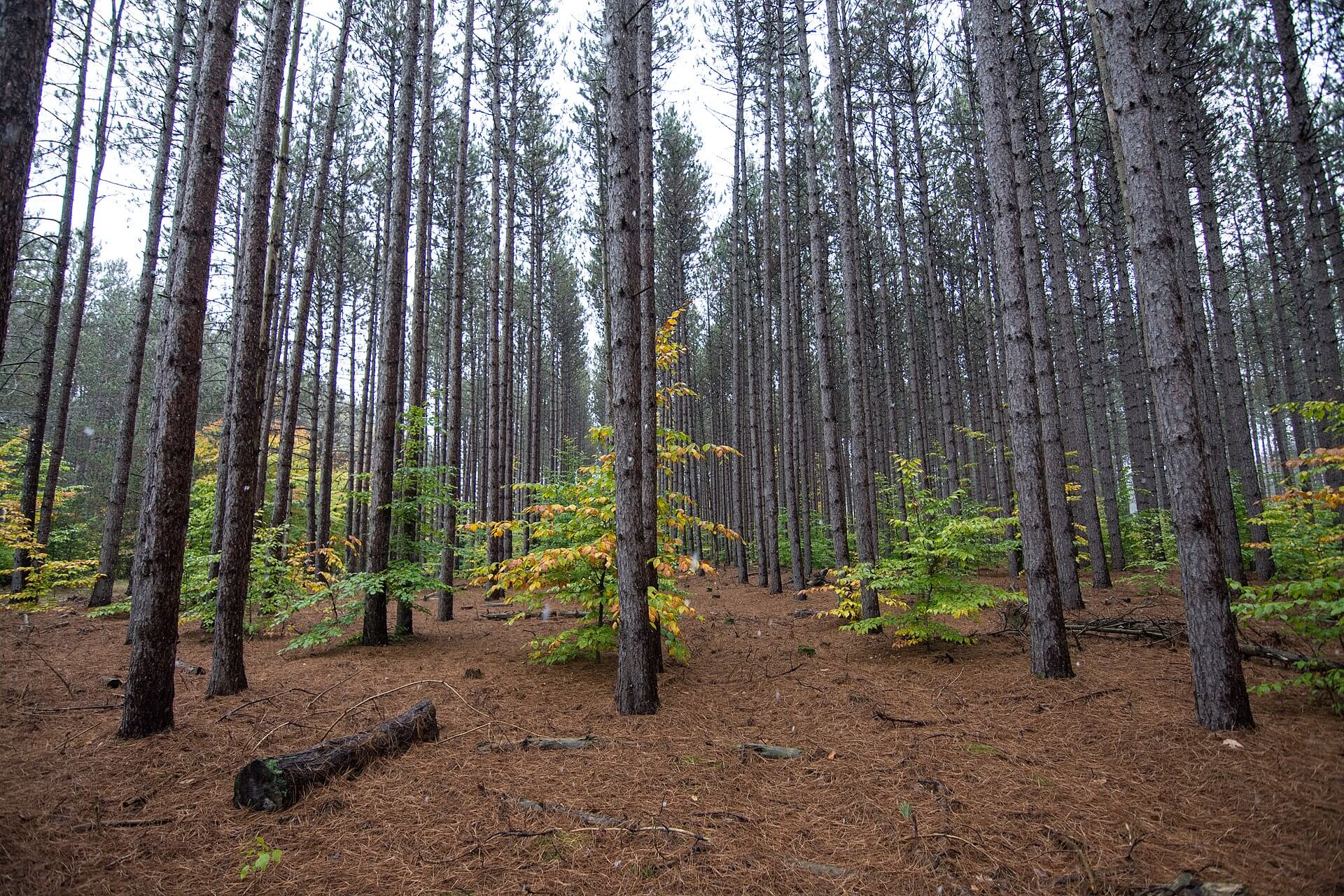 Huron-Manistee National Forest
