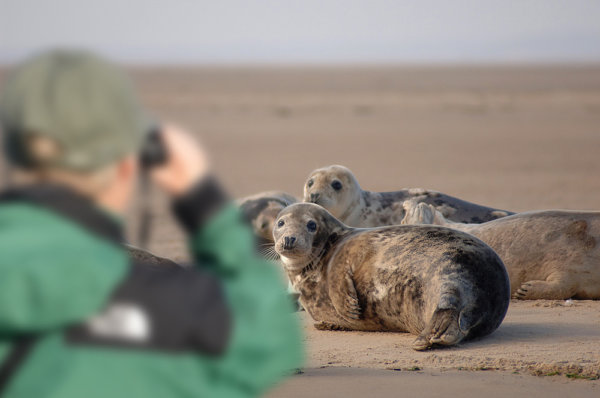 seals in blakeney