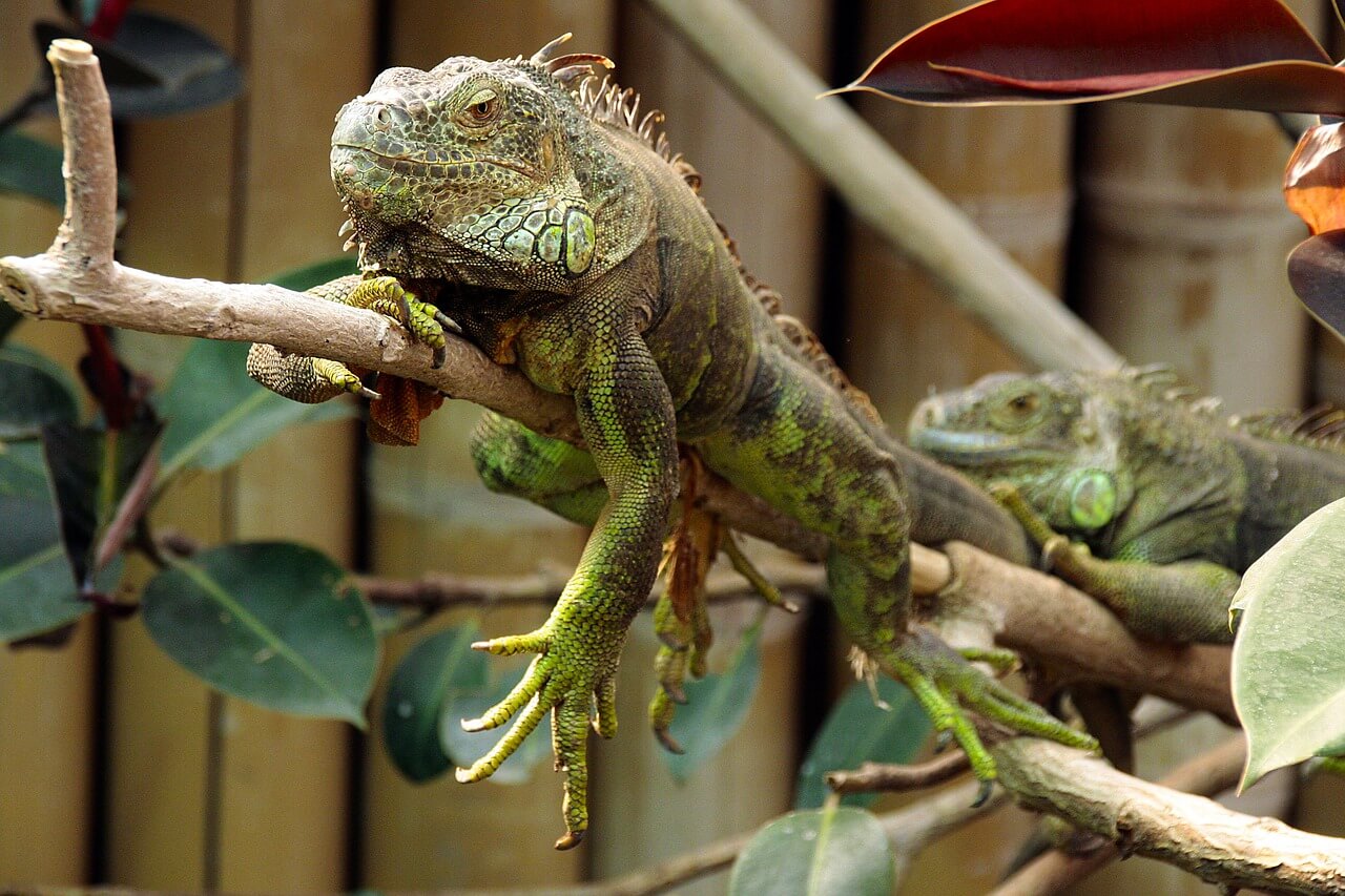 top zoos around the world