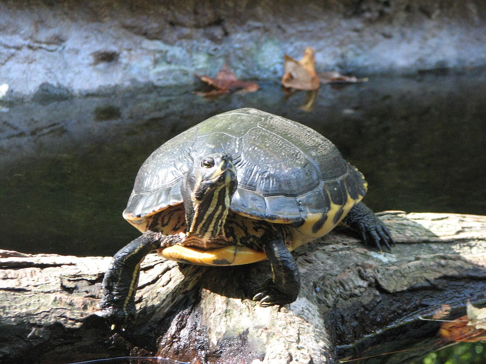 biggest zoos in the usa