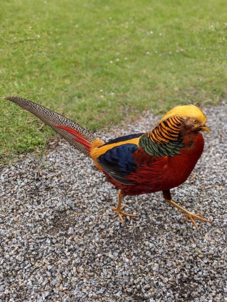 Tresco from St Mary's 