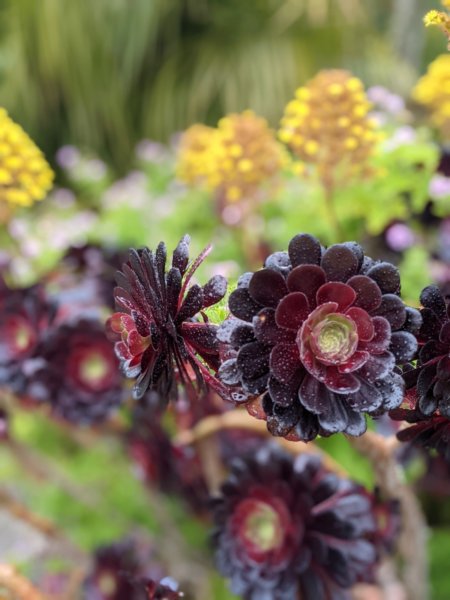 Tresco from St Mary's 