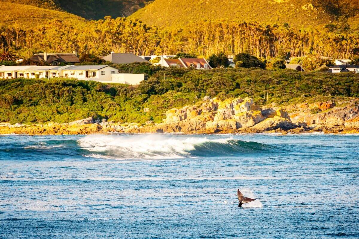 Hermanus Whale Watching