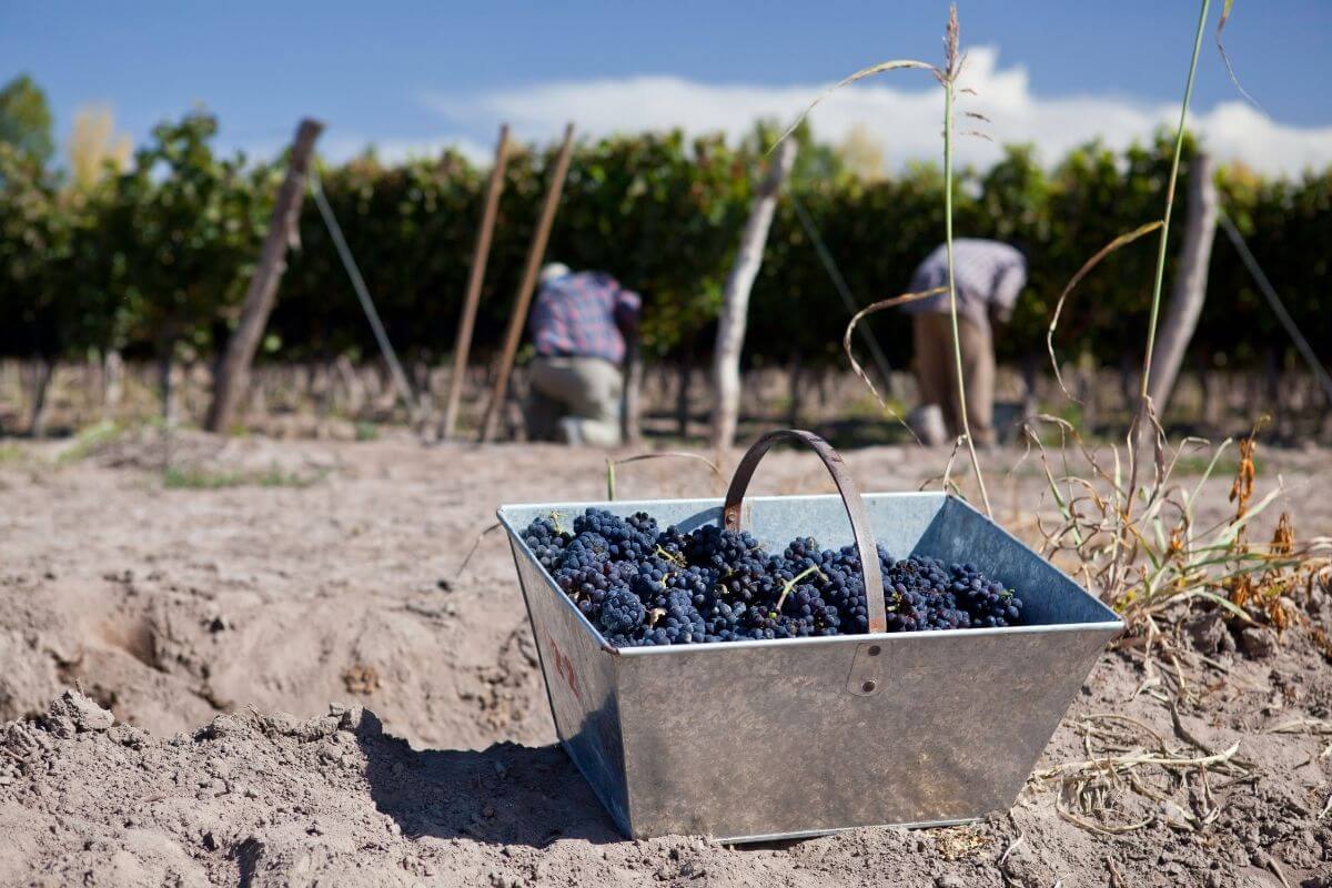 Mendoza Grape Harvest Festival, Argentina