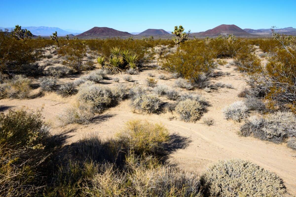 Mojave National Preserve