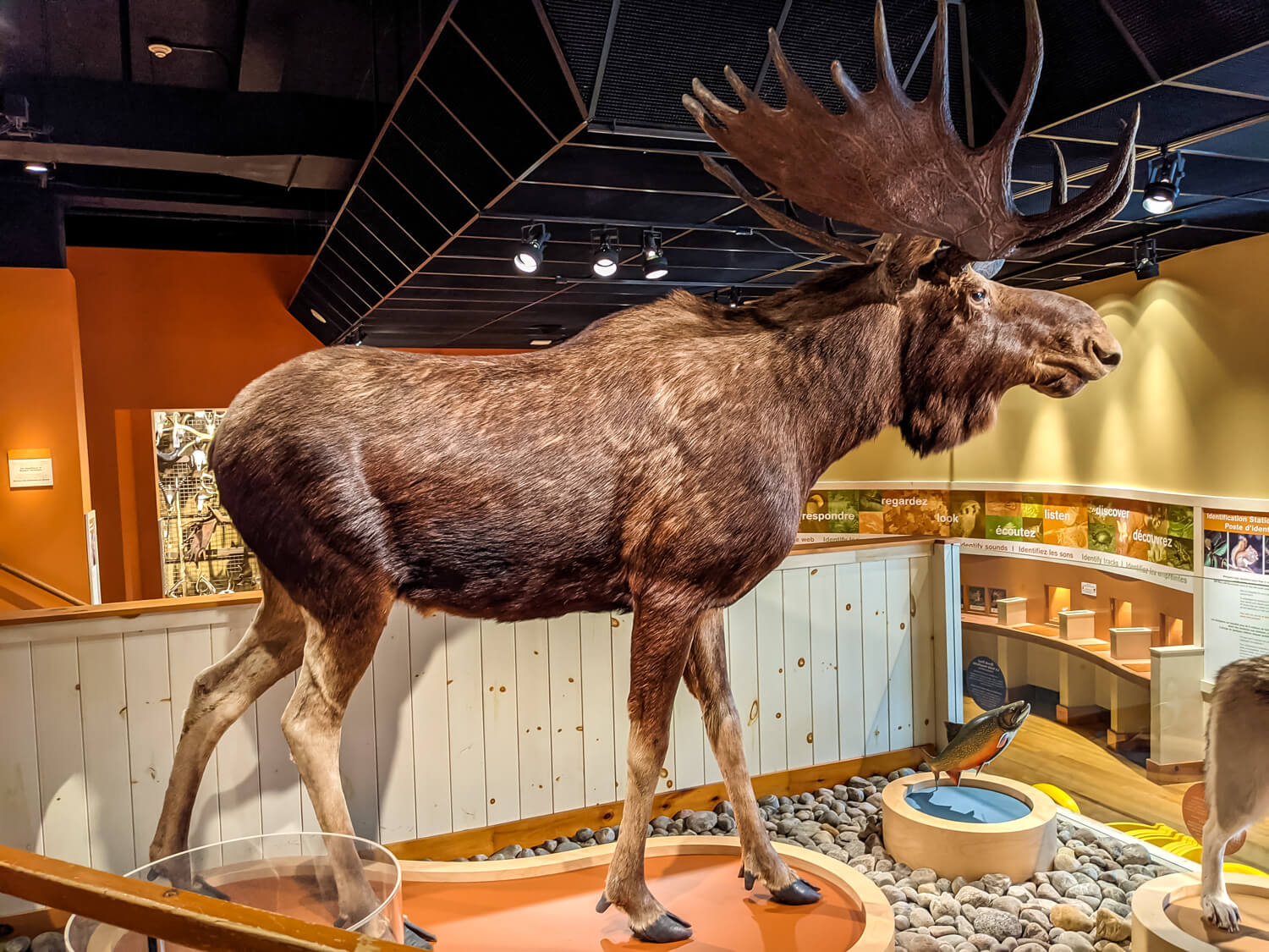 Royal Ontario Museum