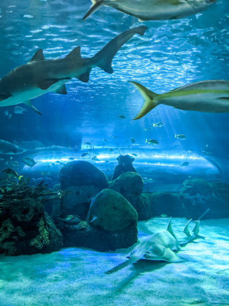 toronto aquarium 