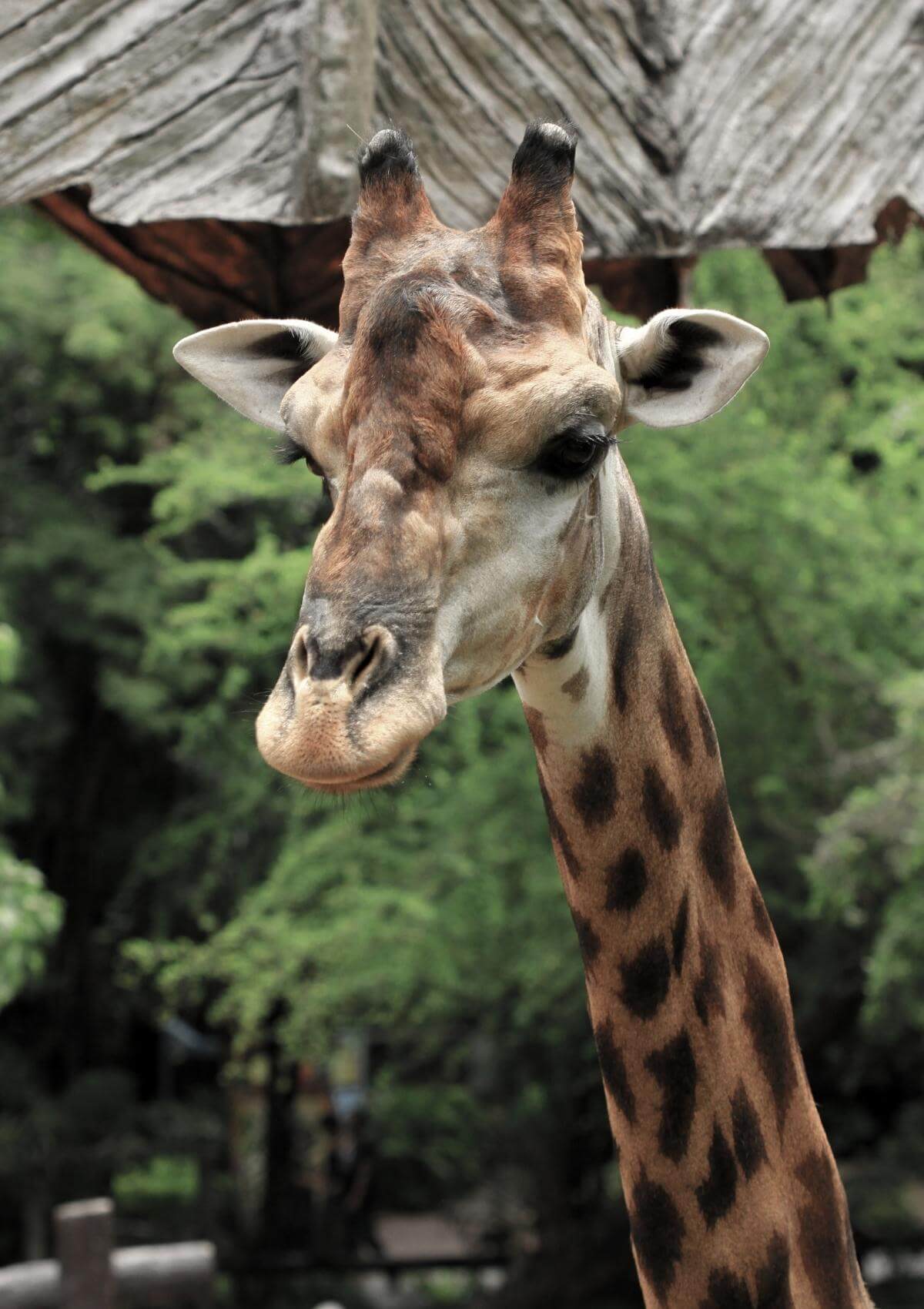 Animal zoo in Belfast, Ireland
