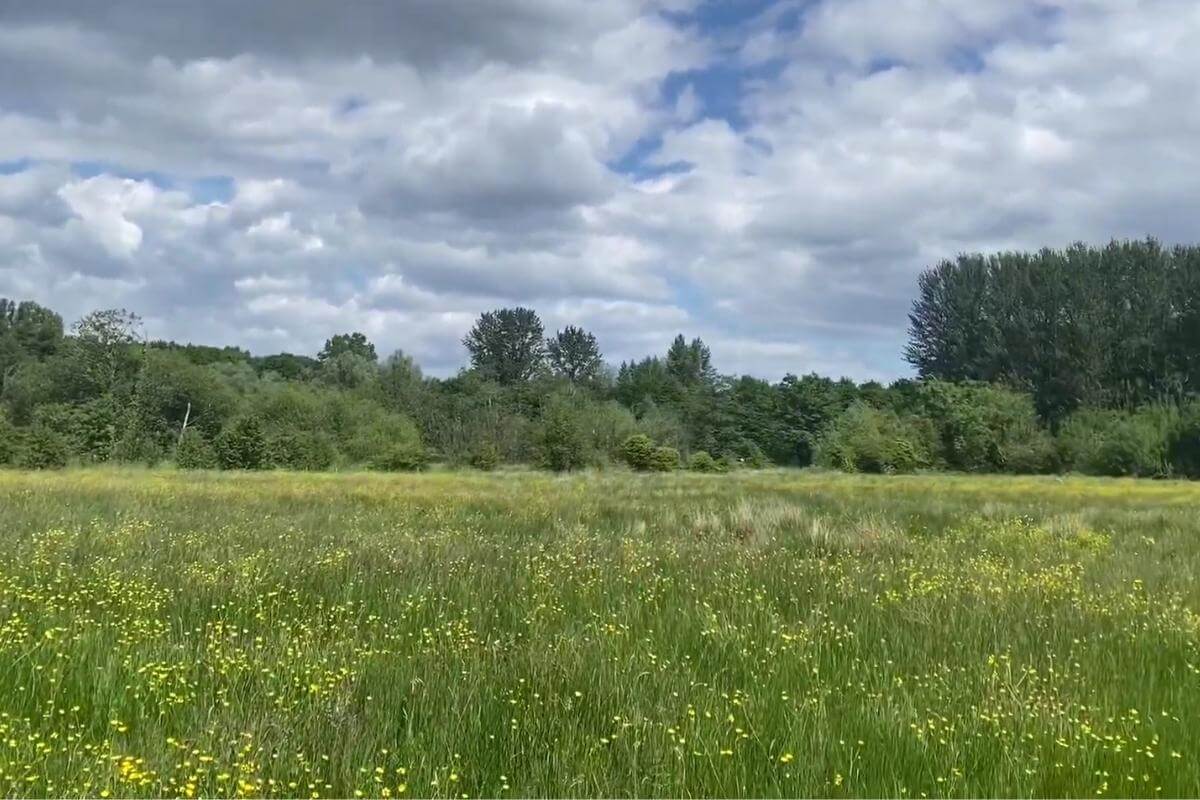 Belfast Lagan Meadows