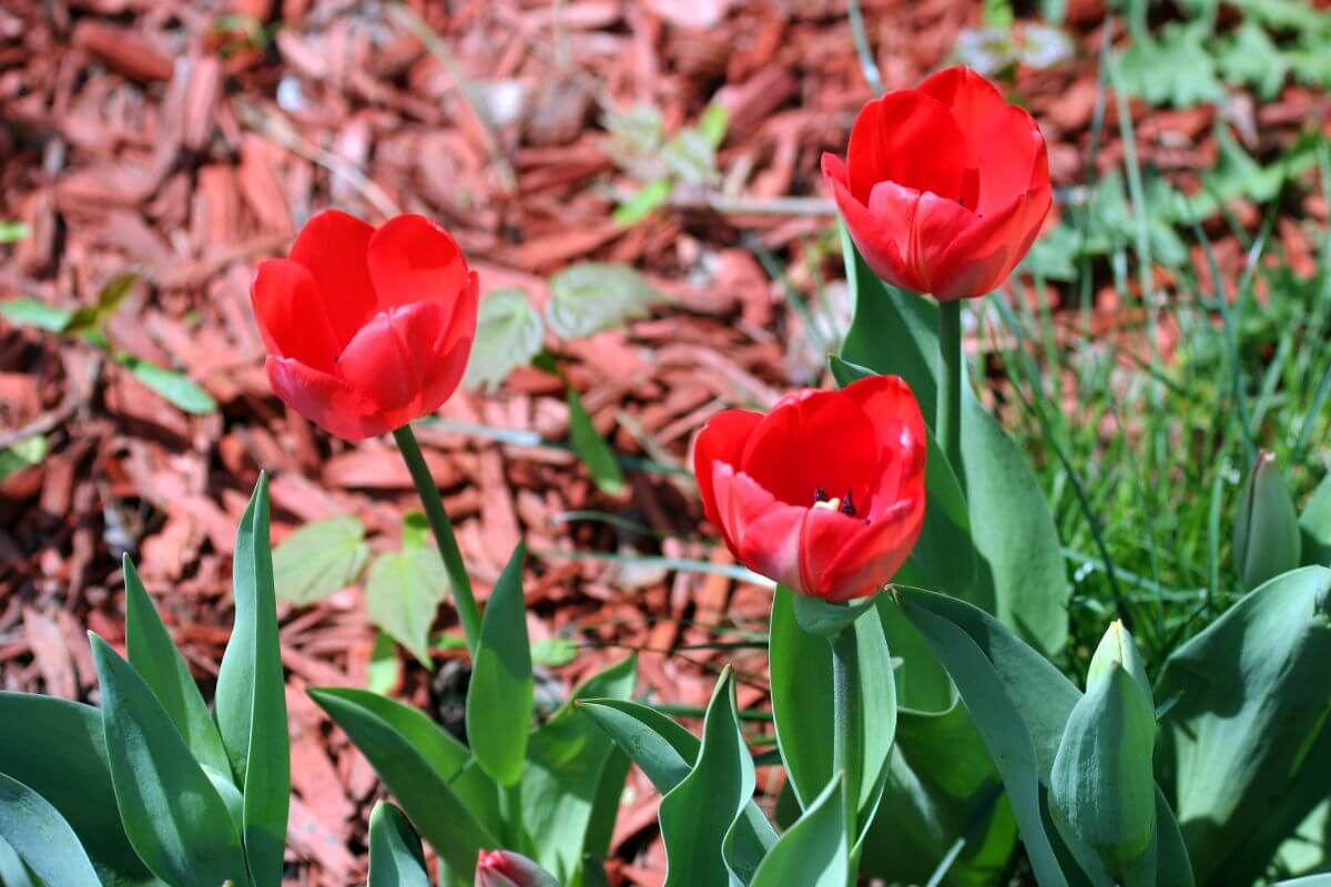 canadian tulip festival