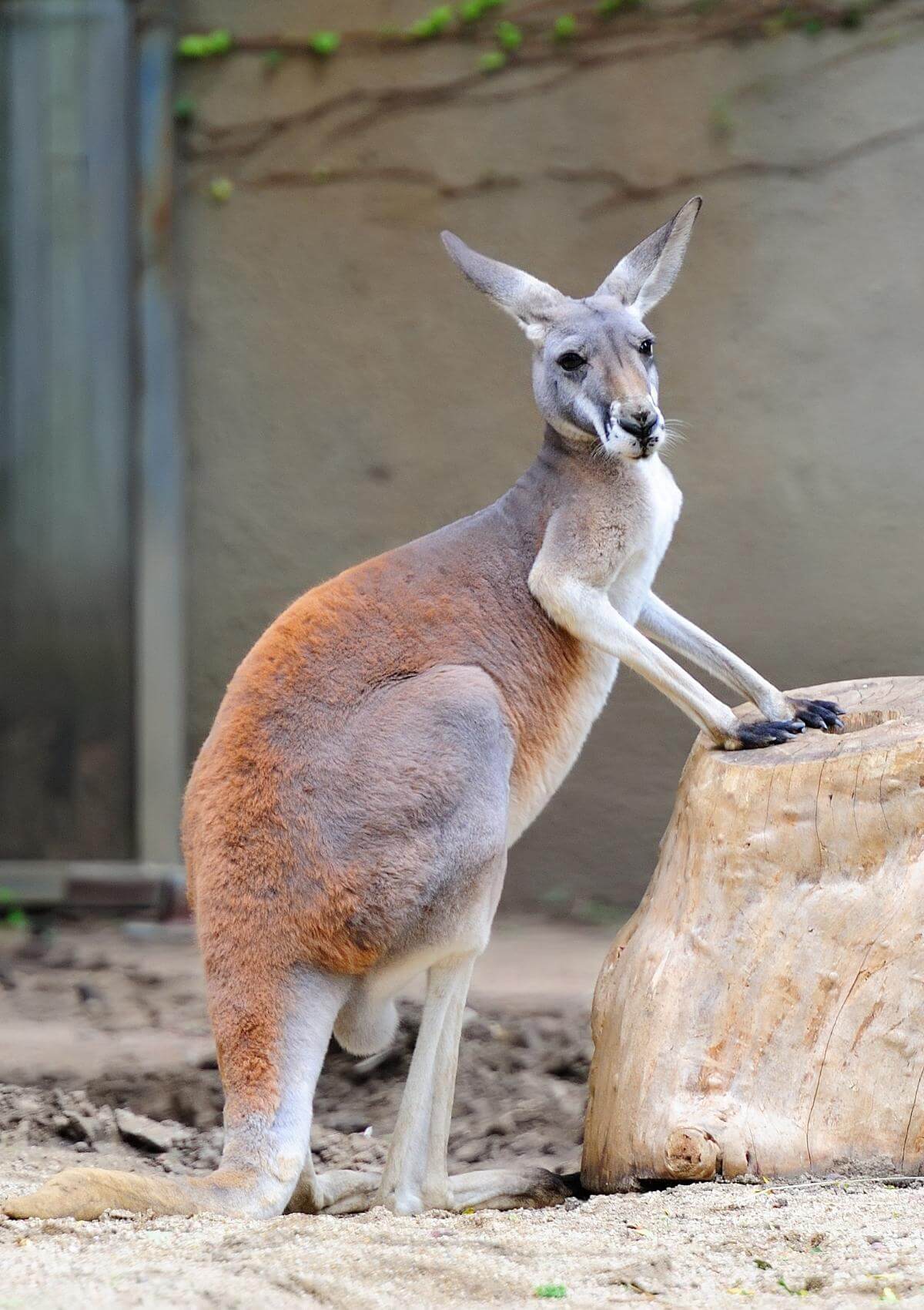 kangaroo in a zoo