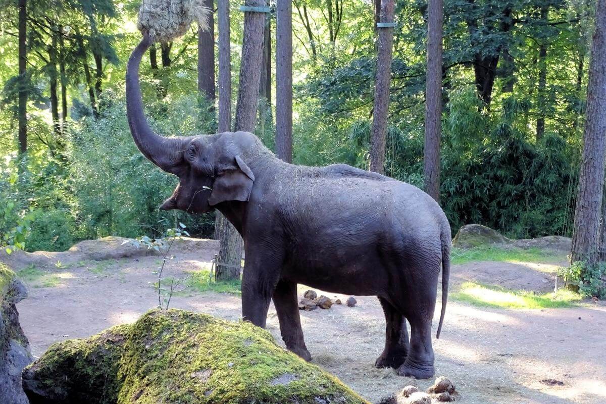 zoo elephant