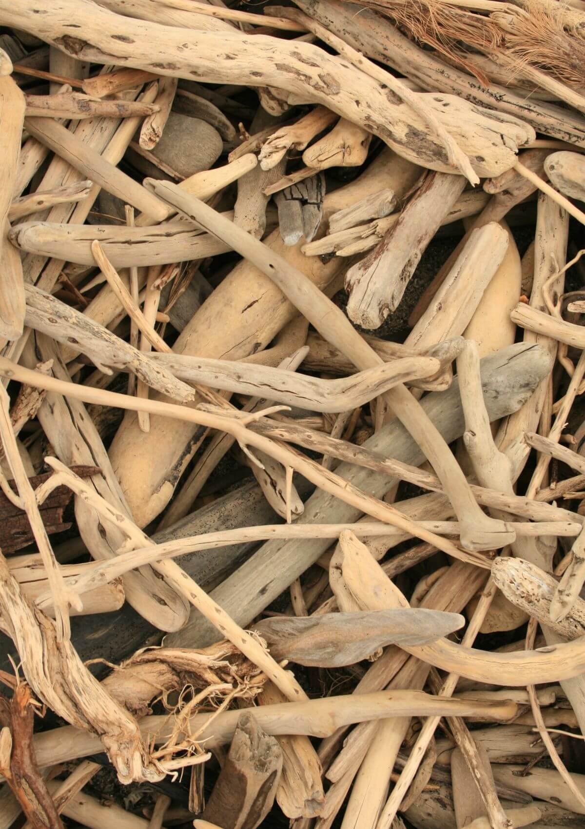 Driftwood souvenirs from Florida