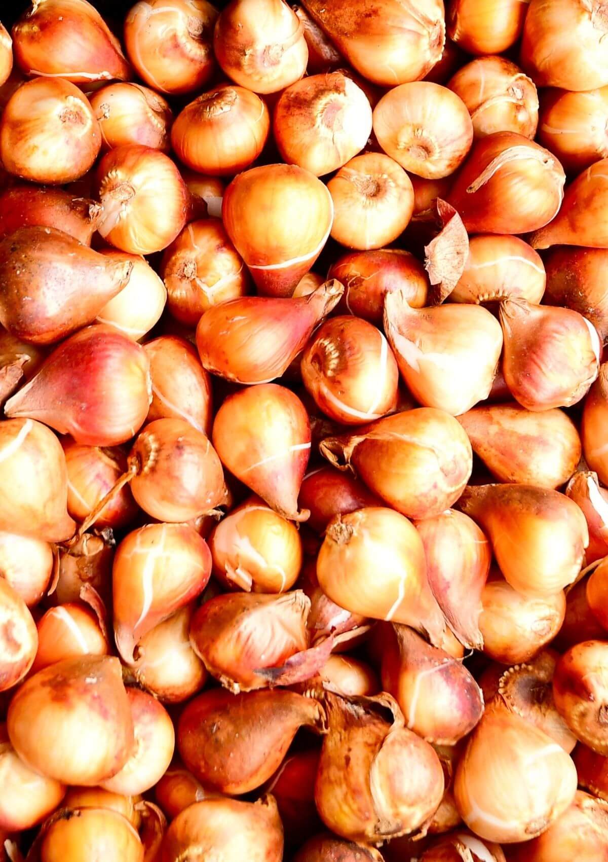 Tulip bulbs for sale as souvenirs in Amsterdam