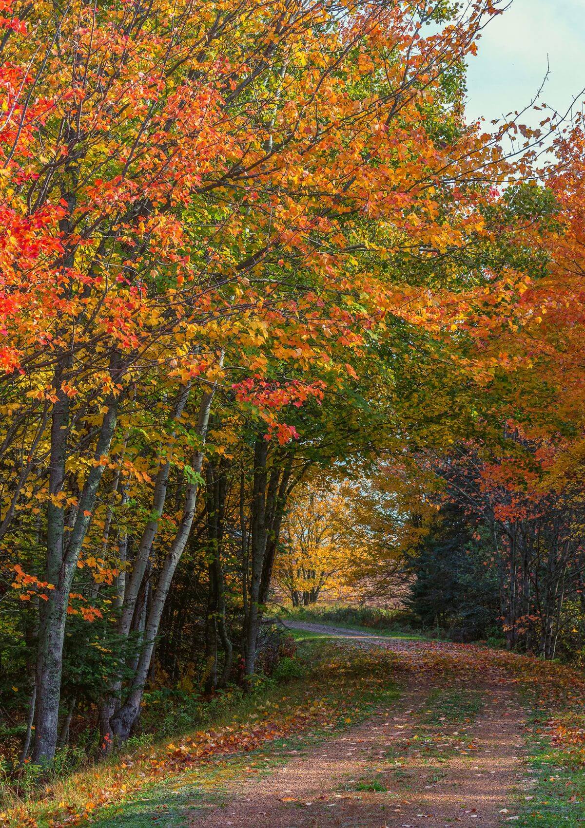Canada is famous for autumn colours
