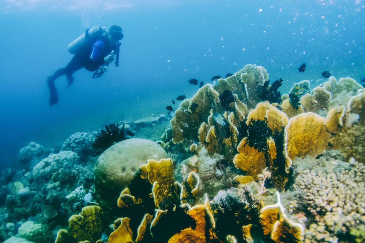 scuba in the philippines