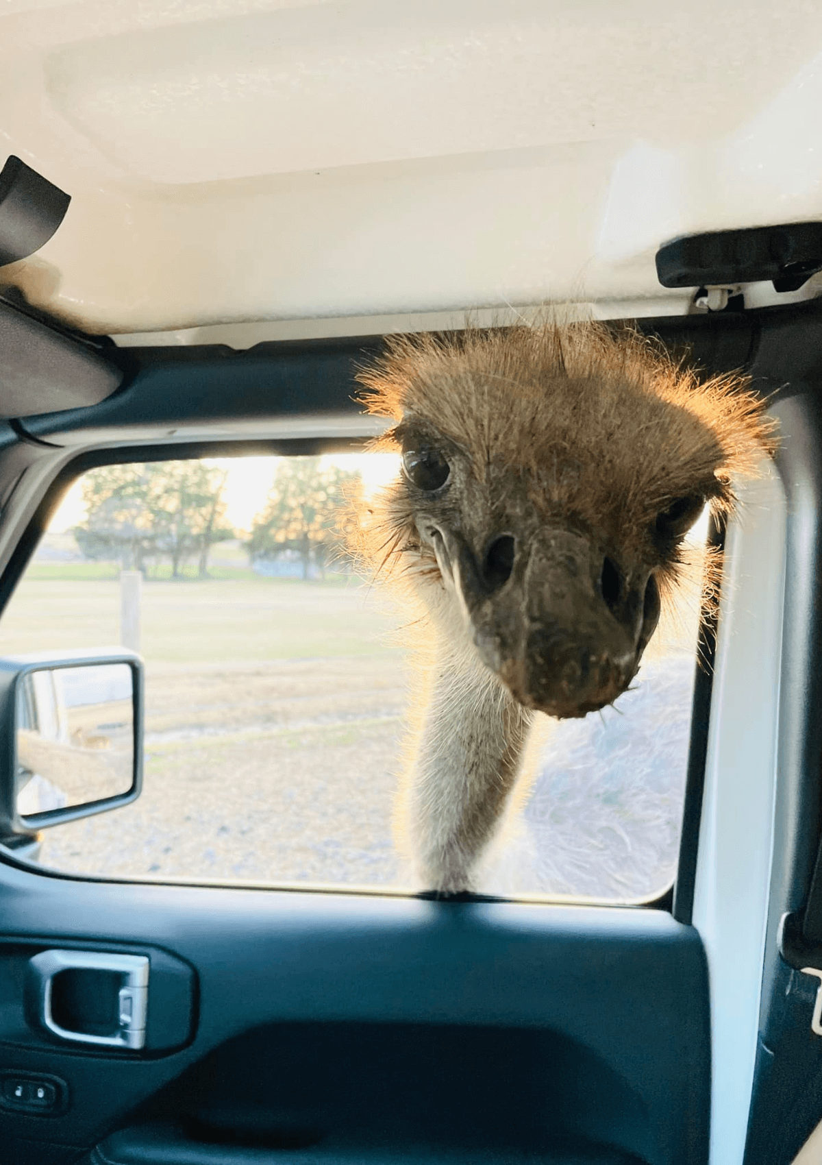 Tennessee Safari Park is one of the best and most fun stops 