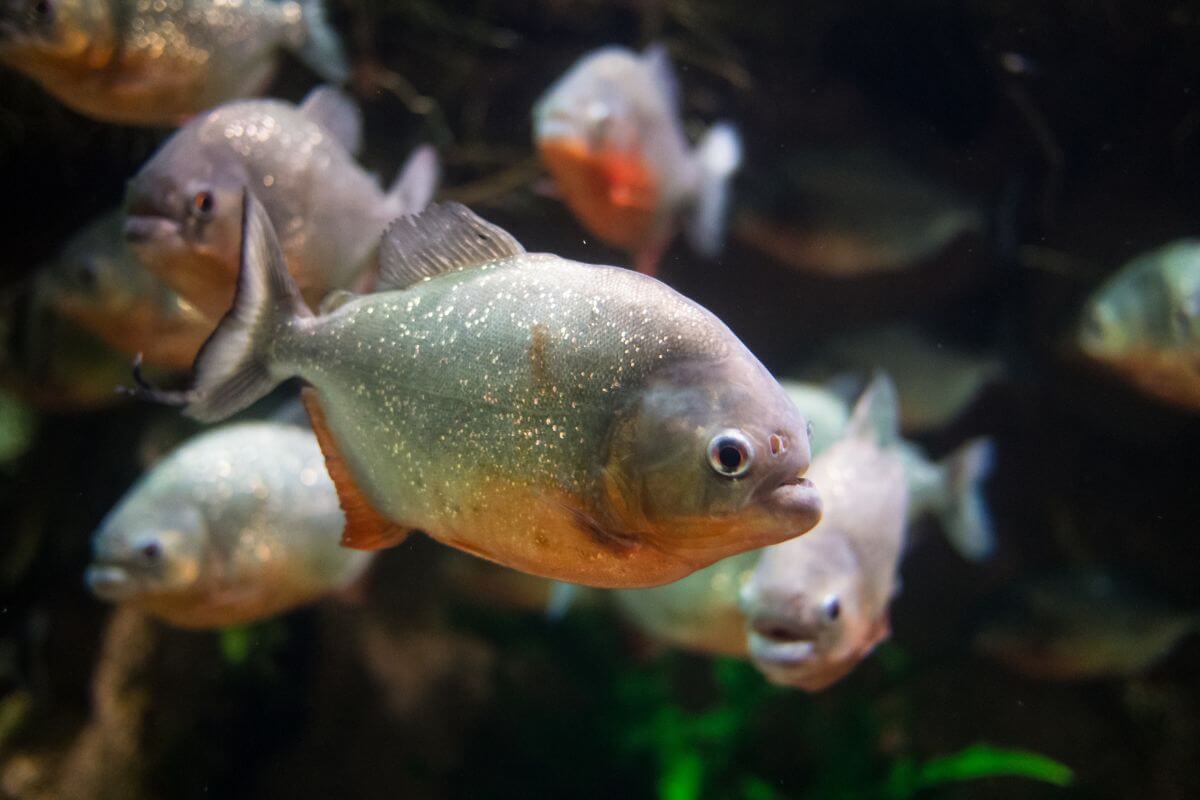 SEA LIFE Timmendorfer Strand