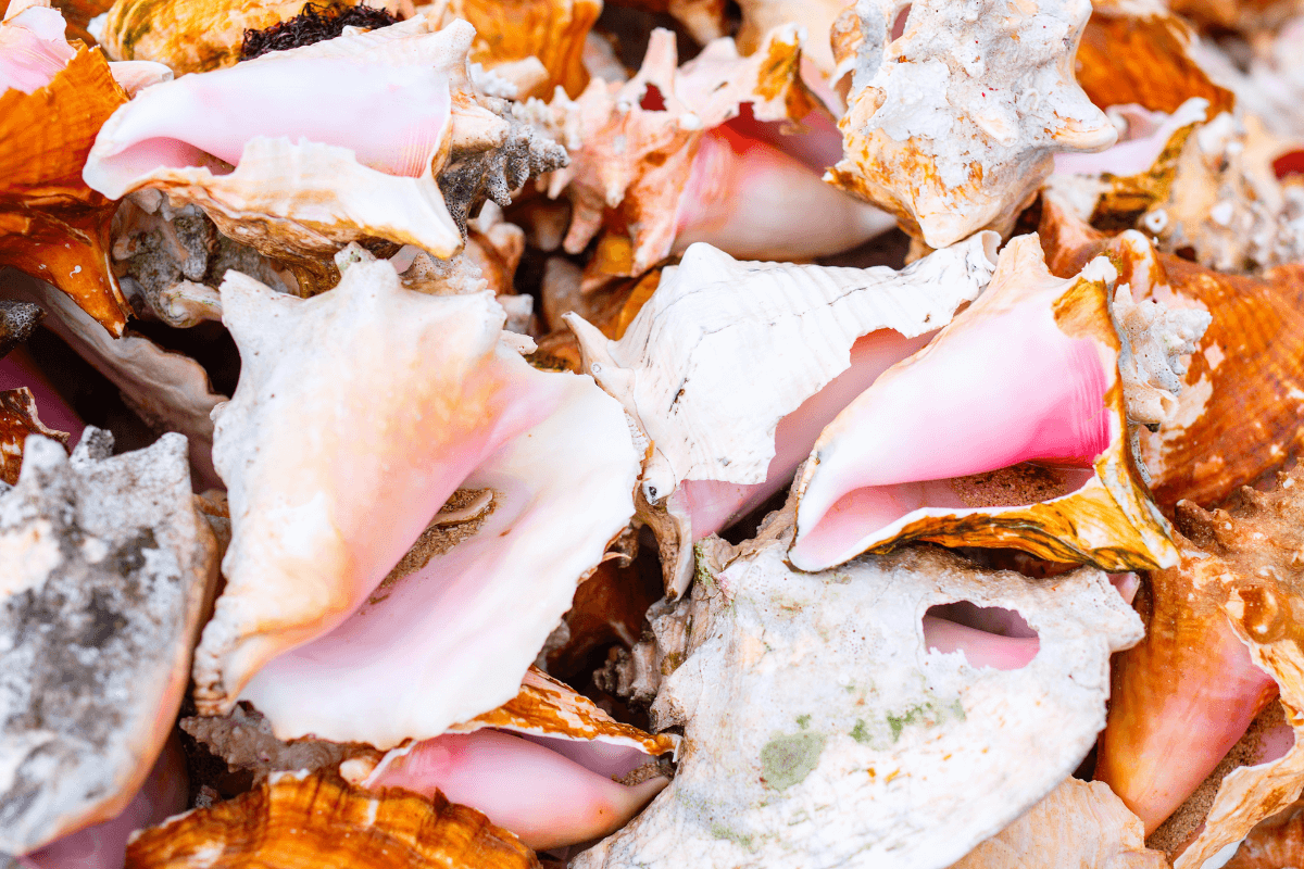 conch shells barbados