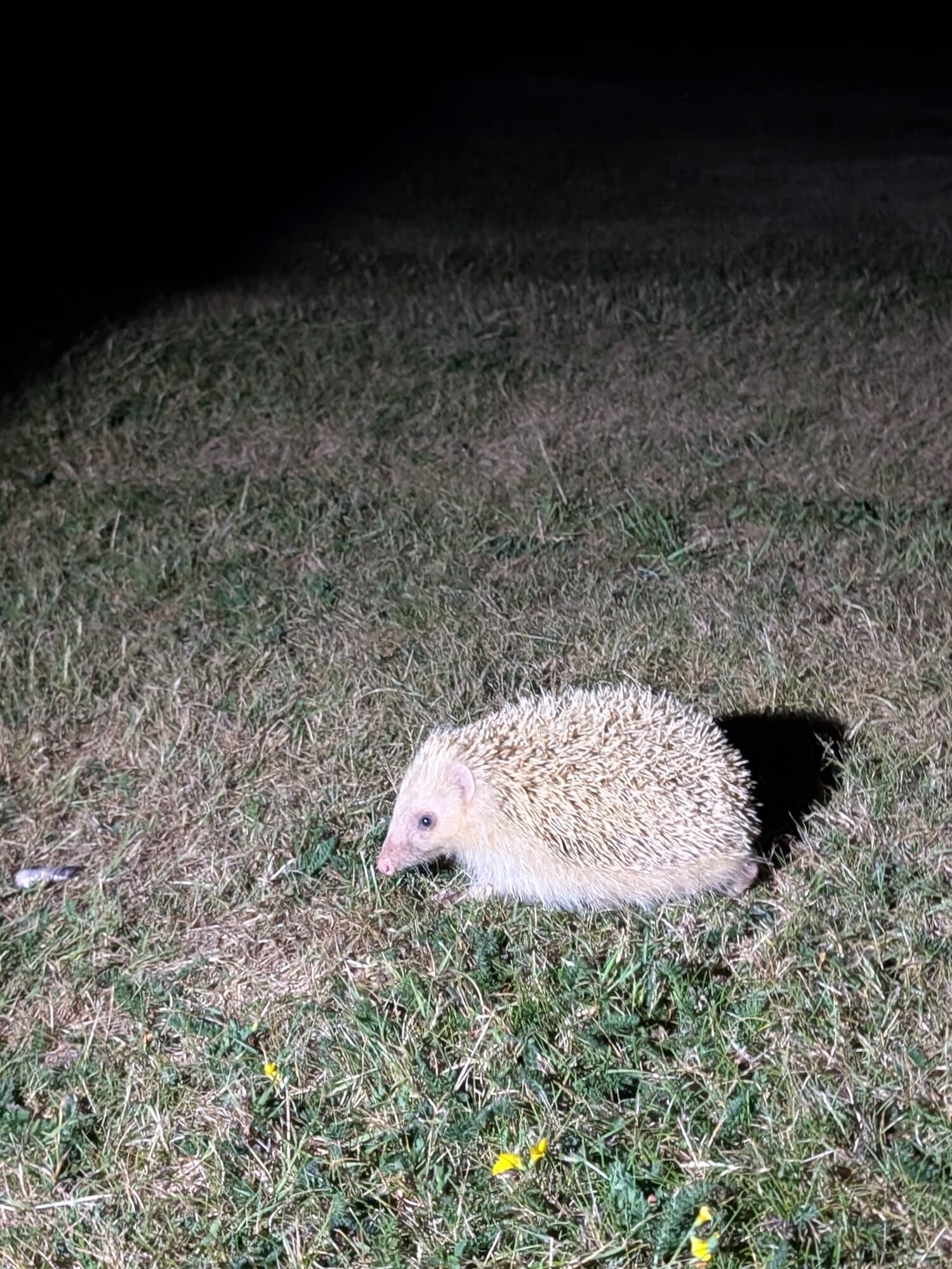 Blonde Hedgehog on Alderney