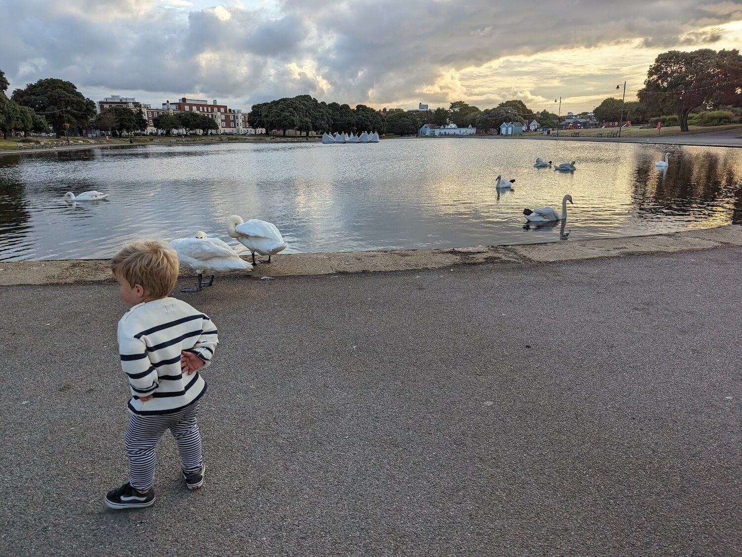 a child standing near a body of water with swans