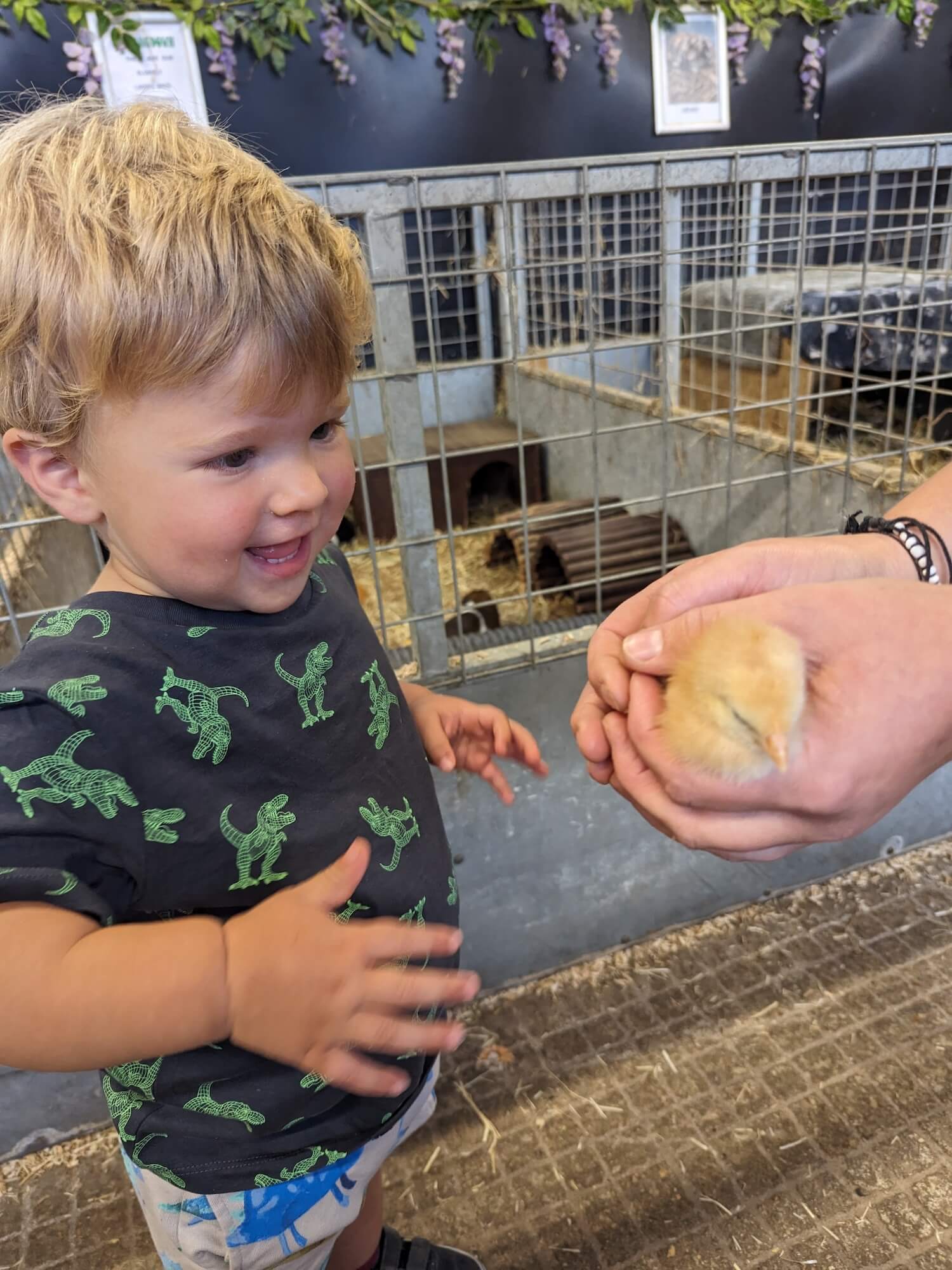 family days out in hampshire at Longdown activity farm

