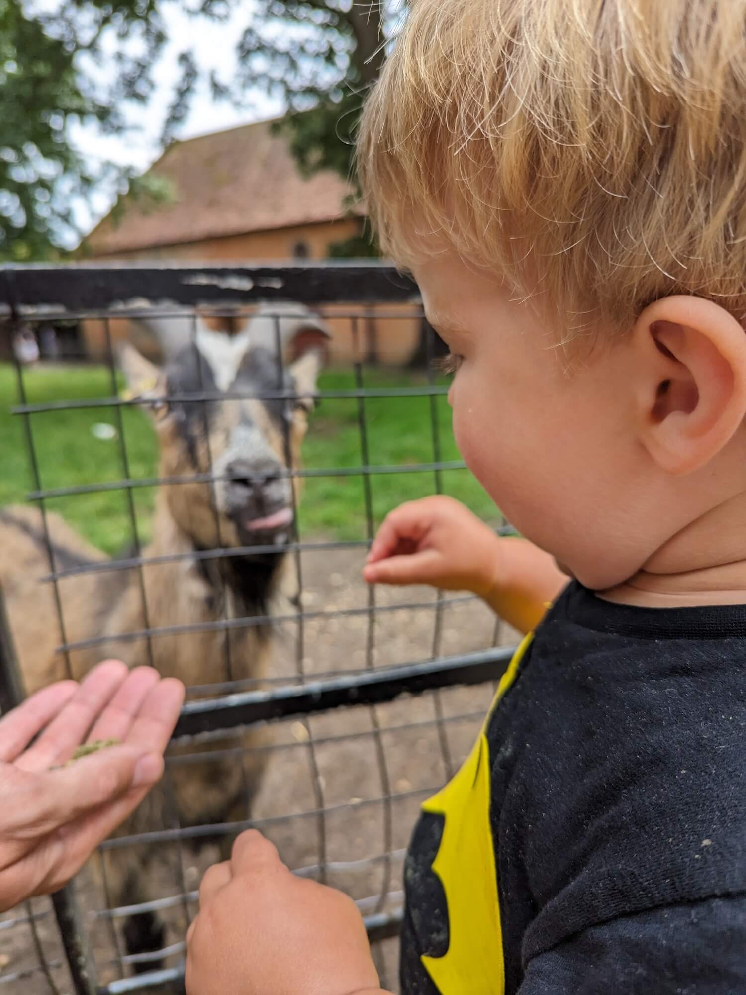 a child looking at a goat
