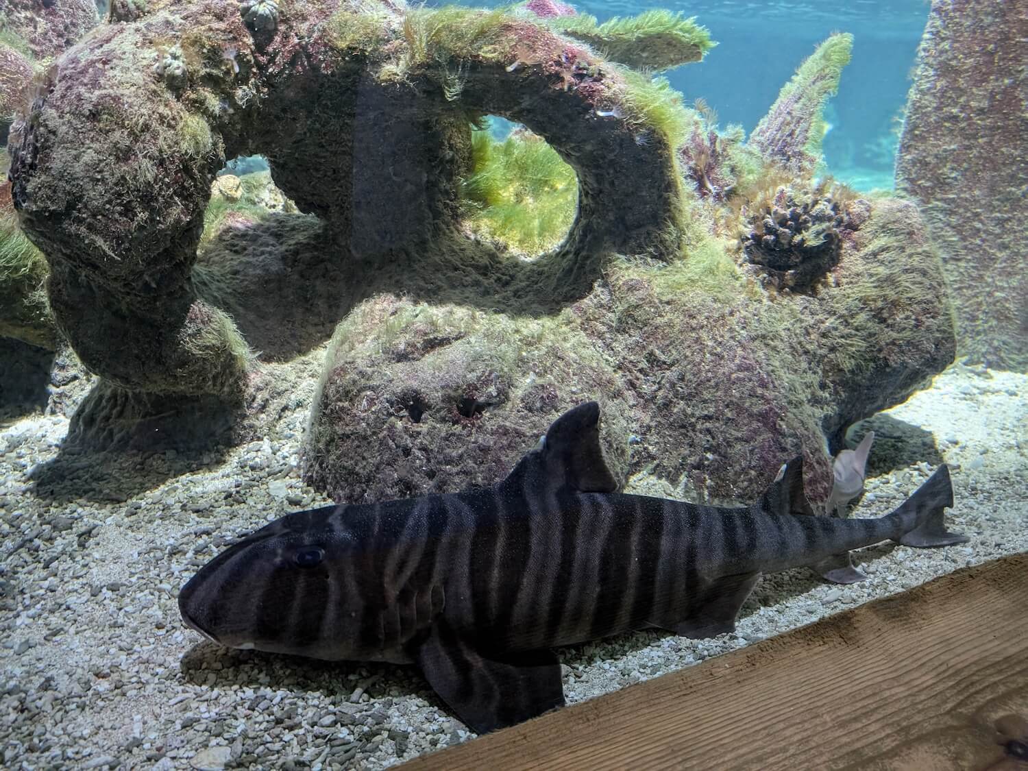 Bournemouth Oceanarium